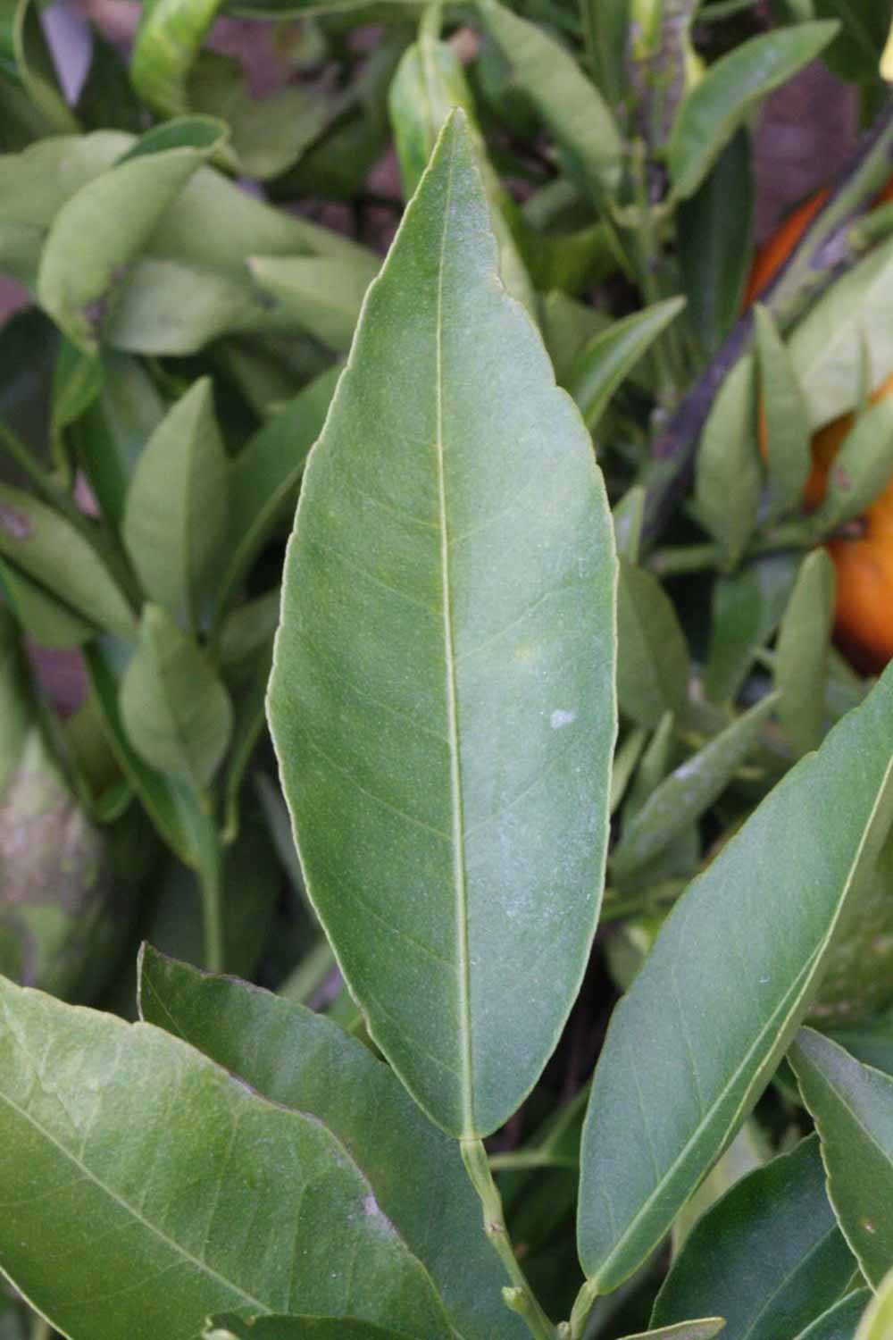              Unifoliolate leaf (SRA 92, Riverside, CA)       